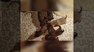 Кормление Жыкиных деток🤍🤎🤎