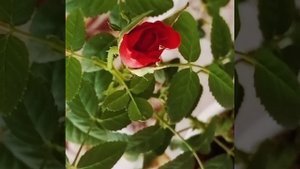 Роза🌹Кардана зацвела 🌹🔝👌