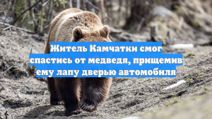Житель Камчатки смог спастись от медведя, прищемив ему лапу дверью автомобиля