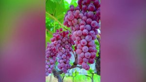 Живая природа 26.09.25  (Виноград)