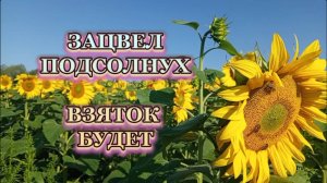 6 Августа 25 года, зацвел подсолнух, готовимся к взятку.