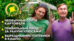 Картофель "Оптимум" | Выращивание голубики в кашпо | Лунный календарь. Дача