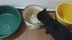 кот Марик. Ест рычит и шипит, пьёт и чвакает.