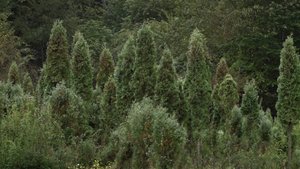 Кабинет министров КБР принял решение о ликвидации убыточного предприятия «Декоративные культуры»