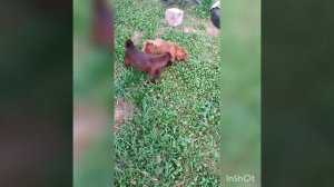 Наша Мумми🤎🤎🤎