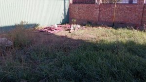 Котята наблюдают