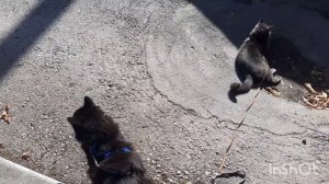 Котики Мишка и Тишка.