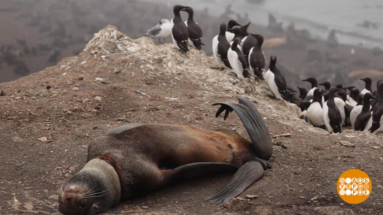 Чтобы не "выгореть", надо "потюленить"! Доброе утро. Фрагмент выпуска от 26.09.2025