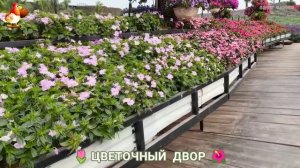 Цветы на участке и во дворе как красиво посадить фото идеи для вдохновения (105)