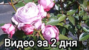 26-09-2025. Видео за 2 дня. Злыдень не даёт спать...