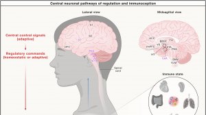 Иммуноцепция и блуждающий нерв:  как мозг слышит тело и управляет иммунитетом