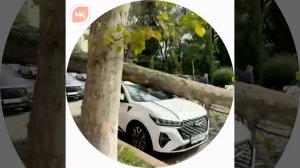 Упало дерево на авто..