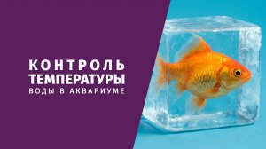 Почему важно контролировать температуру воды в аквариуме