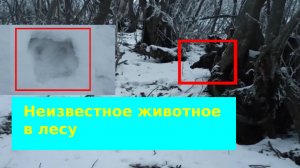 Неизвестное животное в лесу снята на камеру или Чупакабра