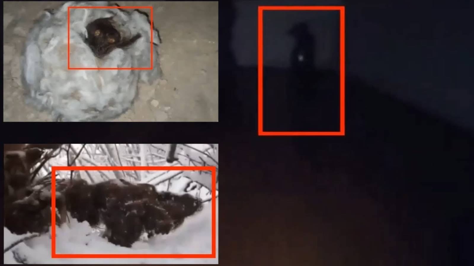 ТОП 5 Жуткие существа удачно снятые на камеру | Страшные видео смотреть онлайн