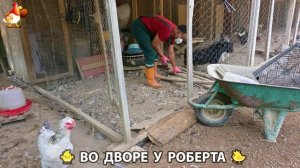 Содержание кур в домашних условиях и других птиц во дворе у Роберта 🐣🐤🦆🐔🪿🦃 (265)