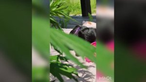 Яхаира Мано из атаки Гриффонов. Бельгийский гриффон. Миничка. Живёт в Уфе