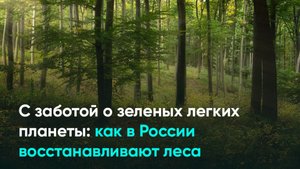 С заботой о зеленых легких планеты: как в России восстанавливают леса