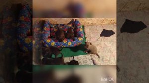 Жыкины малыши. 🧡🤍🤎архивное 2022г