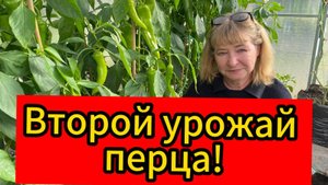 Как получить ВТОРОЙ урожай перца!