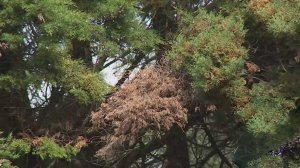 Популяция насекомых-вредителей в Сочи продолжает расти