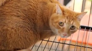 🐱«Остров кошек» в Шанхае