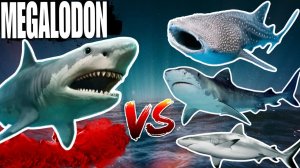 МЕГАЛОДОН vs ВСЕ АКУЛЫ. Захватывающая битва