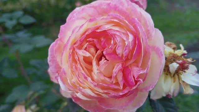 Заключительные аккорды цветения сада. Холодные ночи и заморозки