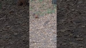 Агония лета.