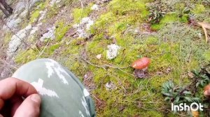 Лесная охота