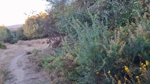 Прогулка в лес #1. Гуляем, болтаем. Осматриваем природу.