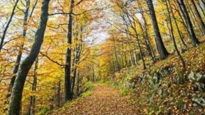 СИЛА ЛЮБВИ БОЖЬЕЙ