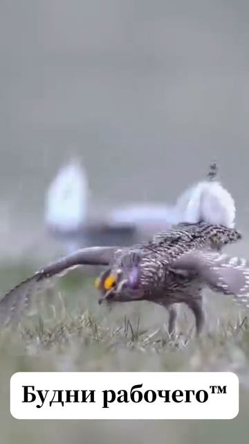 Смотрим рилсы смотреть онлайн