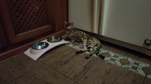 КОШКА ЭШЛИ|ЗАБАВНЫЕ ЖИВОТНЫЕ