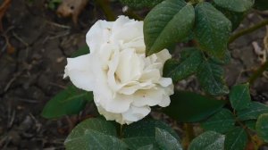 22==09==2025  ПВН  КМР   (163)