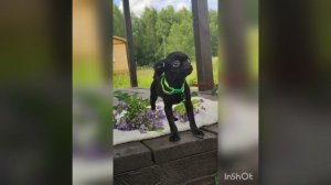 Литера А. Девочка в черном окрасе Анаирис. Выпускница