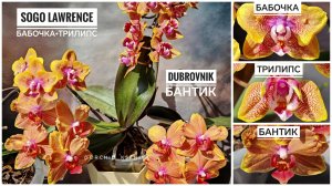 Орхидеи-рыжики: Sogo Lawrence бабочка+трилипс 🏵️ и Dubrovnik бантик 🎀 Домашнее цветение | Обзор