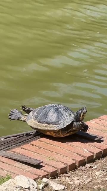 Лежу как на пляжУ