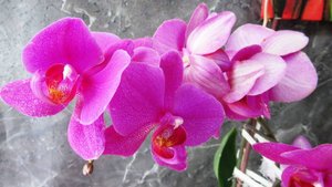 Орхидея фаленопсис: что нужно знать после покупки  комнатного цветка
