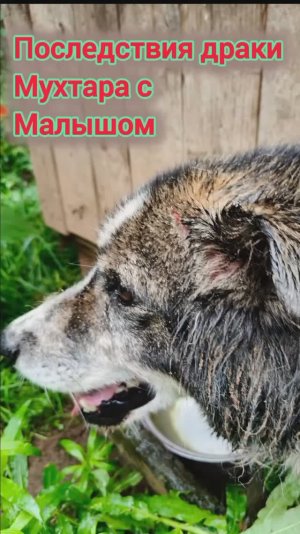 Мухтар после драки