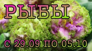 РЫБЫ таро прогноз на неделю с 29 СЕНТЯБРЯ по 5 ОКТЯБРЯ 2025 года.