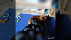 Наша Гамми с чужими подросшими Малышами. Очень нежная 😍