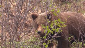 Жители Иркутской области сообщили о нескольких случаях выхода медведей к людям