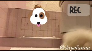 Мой домашний питомец и я / My Pet and I