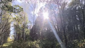 Осенняя прогулка по лесу – полезное занятие для здоровья и настроения. #осень  #прогулка  #релакс