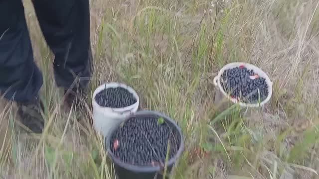 НАБРАЛИ 12 ЛИТРОВ ЧЕРНОПЛОДНОЙ РЯБИНЫ, БУДЕМ КРУТИТЬ КОМПОТЫ