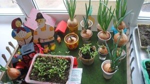 ПОСАДКА СТРУЧКОВОГО ЛУКА ДОМА