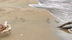 Осеннее море...