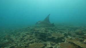 Манты кружат над кораллами. Мальдивы 2023 / Two manta rays circling over corals. Maldives