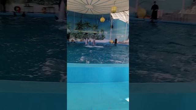 дельфины в Крыму:)